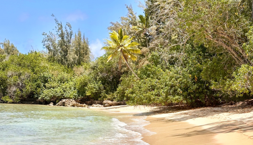 TURTLE BAY – WHERE NATURE AND TRANQUILITY MEET